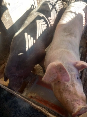 Porci de vânzare  - imagine 3