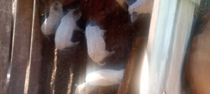 Vând purcei mangalița  - imagine 4