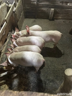 Vând 5 șoldani - imagine 2