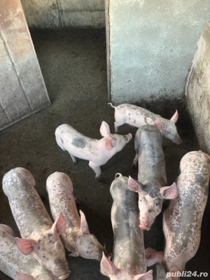 Porci de vanzare  - imagine 5