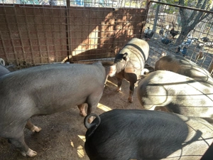 Vând porci cu greutate între 100-350 kg - imagine 5