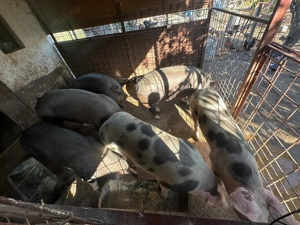 Vând porci cu greutate între 100-350 kg - imagine 4