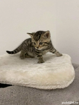 British Shorthair  - imagine 2