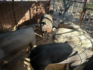 Vând porci cu greutate între 100-350 kg - imagine 3