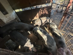 Vând porci cu greutate între 100-350 kg