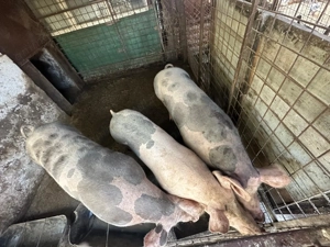 Vând porci cu greutate între 100-350 kg - imagine 2