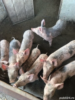 Porci de vanzare  - imagine 2