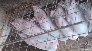 schimbăm locația, - imagine 2