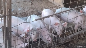 schimbăm locația, - imagine 3