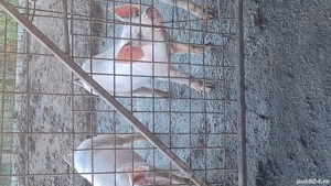 schimbăm locația, - imagine 5