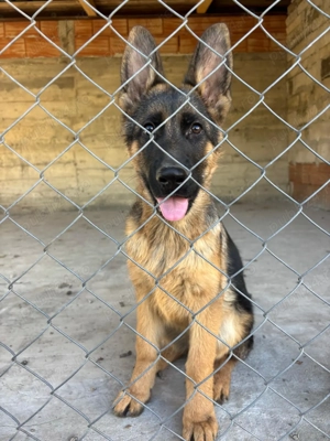 3 superbi baietei de 4 luni