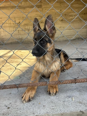 3 masculi ciobanesc german 4 luni - imagine 2