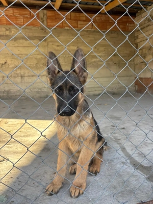 3 masculi ciobanesc german 4 luni - imagine 4