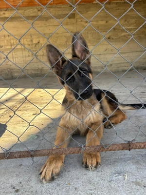 3 masculi ciobanesc german 4 luni - imagine 3