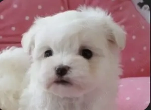 Vând pui Bichon alb