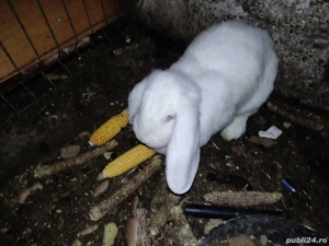 iepuri de vânzare  - imagine 2