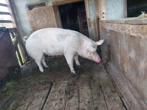 Porc de vanzare in Iadara, Maramures