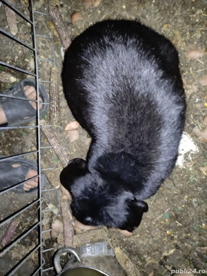 iepuri de vânzare  - imagine 3