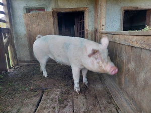 Porc de vanzare in Iadara, Maramures - imagine 2