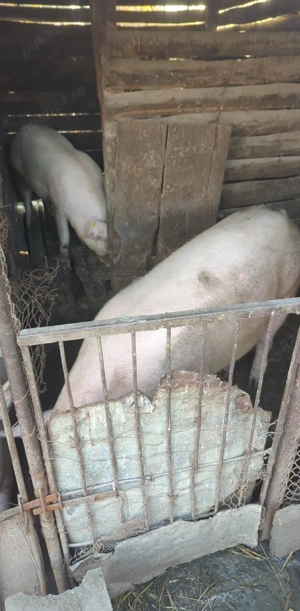 Porci  de carne  - imagine 4