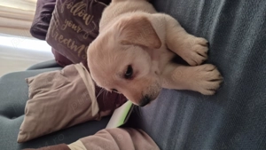 Vind catel labrador - imagine 2