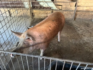 Porci de vânzare ! - imagine 2