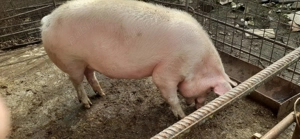 porc landrace cu pitran  si purcea landrace cu marele alb - imagine 4