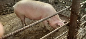 porc landrace cu pitran  si purcea landrace cu marele alb - imagine 3