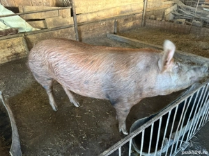 Porci de vânzare !