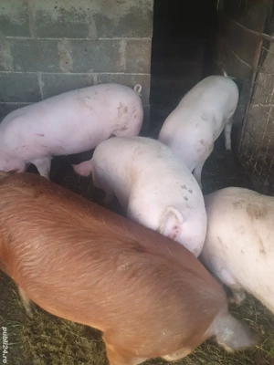 porci de vanzare  - imagine 2