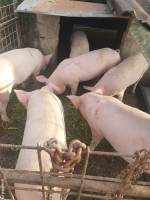 porci de vanzare  - imagine 3