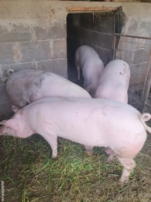 porci de vanzare  - imagine 4