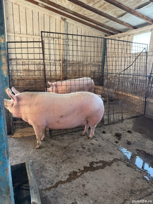 Porci de vânzare ! - imagine 5