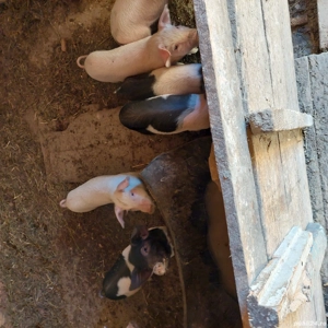 Vand animale domestice 