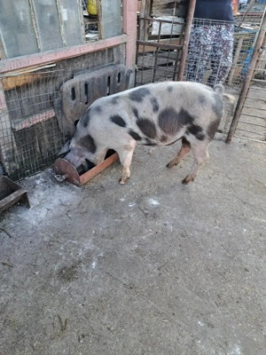 Vând 2 măscurei  - imagine 3