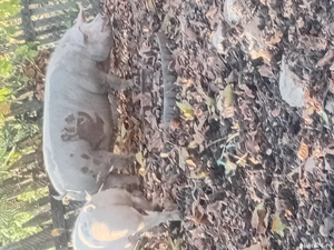 vind porci diferite marimi - imagine 2