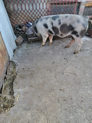 Vând 2 măscurei  - imagine 2