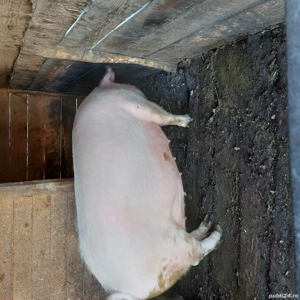 Vand animale domestice  - imagine 2