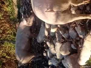 vind porci diferite marimi - imagine 3