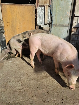 Vând 2 măscurei  - imagine 5