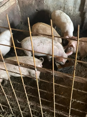 Purcei de casa de vanzare - imagine 2