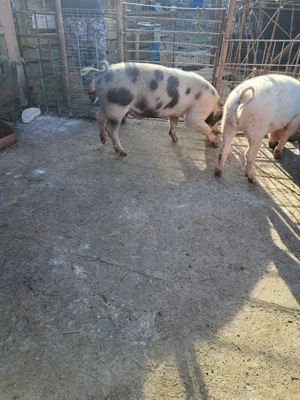 Vând 2 măscurei  - imagine 4