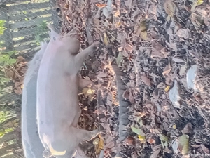 vind porci diferite marimi - imagine 4