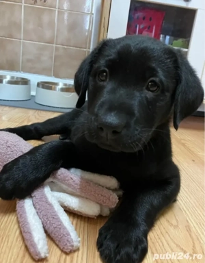 Labrador Retriever 