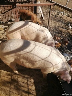 porcii de vanzare - imagine 4