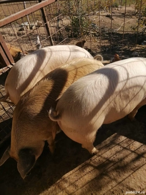 porcii de vanzare - imagine 3