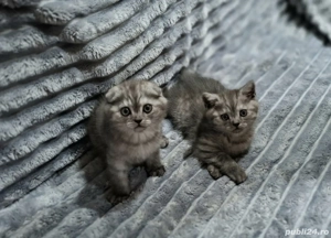 Pui de British - imagine 2