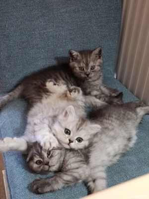 Pui de British - imagine 3