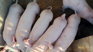 Purcei rasa Marele Alb