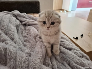 Pui de British - imagine 5